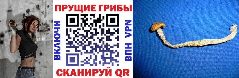 Псилоцибиновые грибы Cubensis Лабытнанги